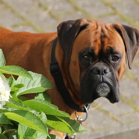 Daire Gutshof Marienthal Viereck