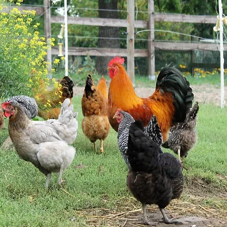 Daire Gutshof Marienthal *